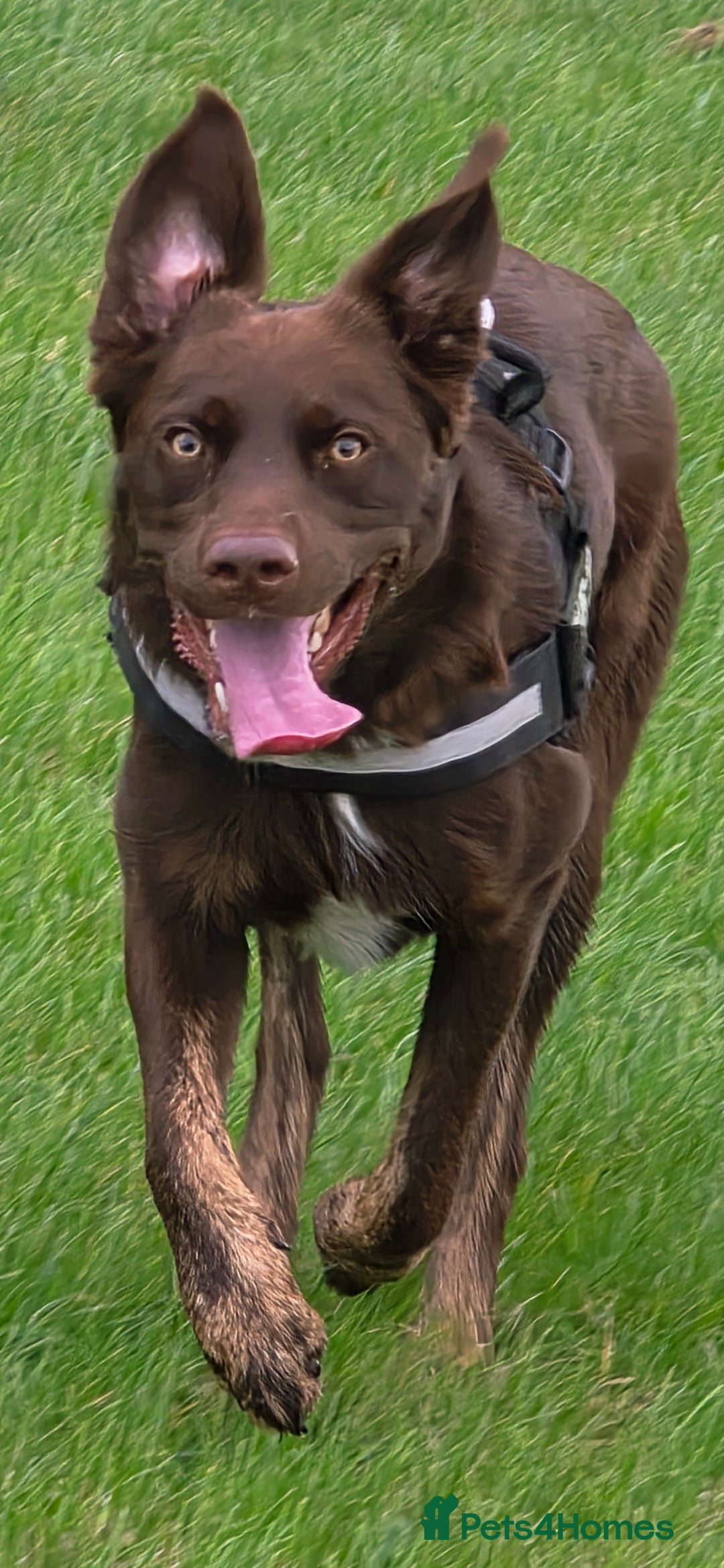 Borador dogs for stud: Borador for Stud - Image 2