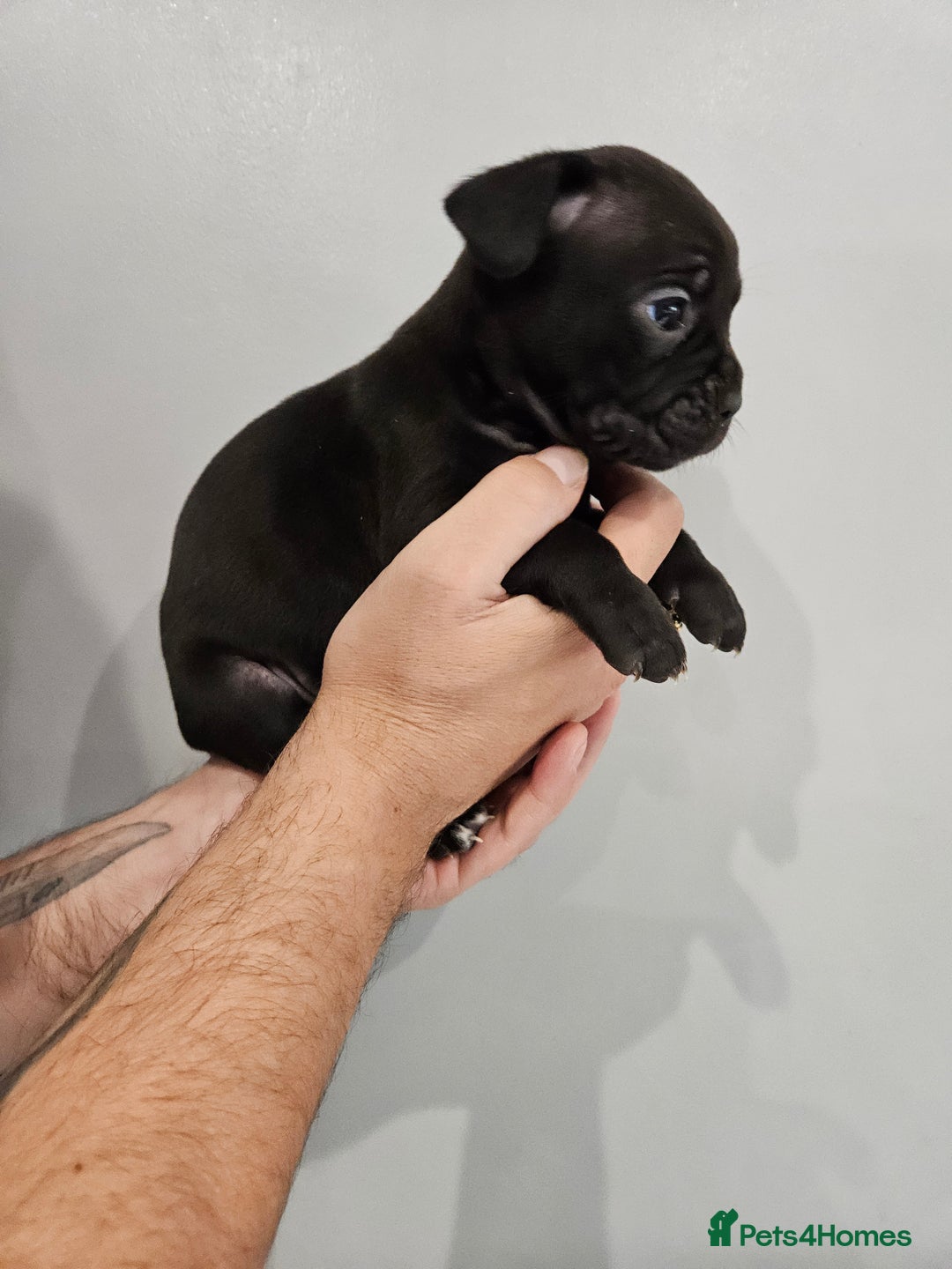 Mixed Breed dogs for sale: French bull dog X Cane corso puppys  - Advert 5