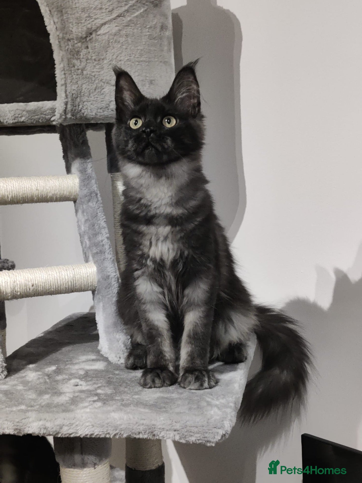 Maine Coon cats TICA registered European Maine coons  - Advert 15