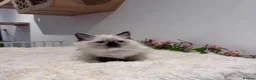 Ragdoll cats for sale: Beautiful TICA registered Ragdoll Kittens  - Advert 11