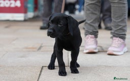 Labrador Retriever dogs for sale: Last 2 Black male labrador puppies vaccinated KC  - Advert 12