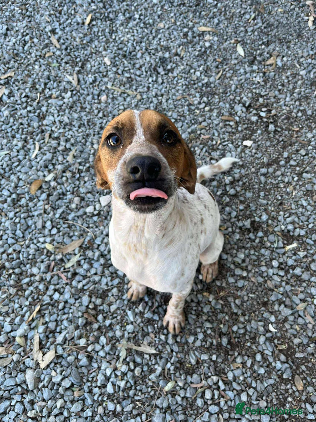 Mixed Breed dogs for adoption: Terry needs a loving home  - Image 6