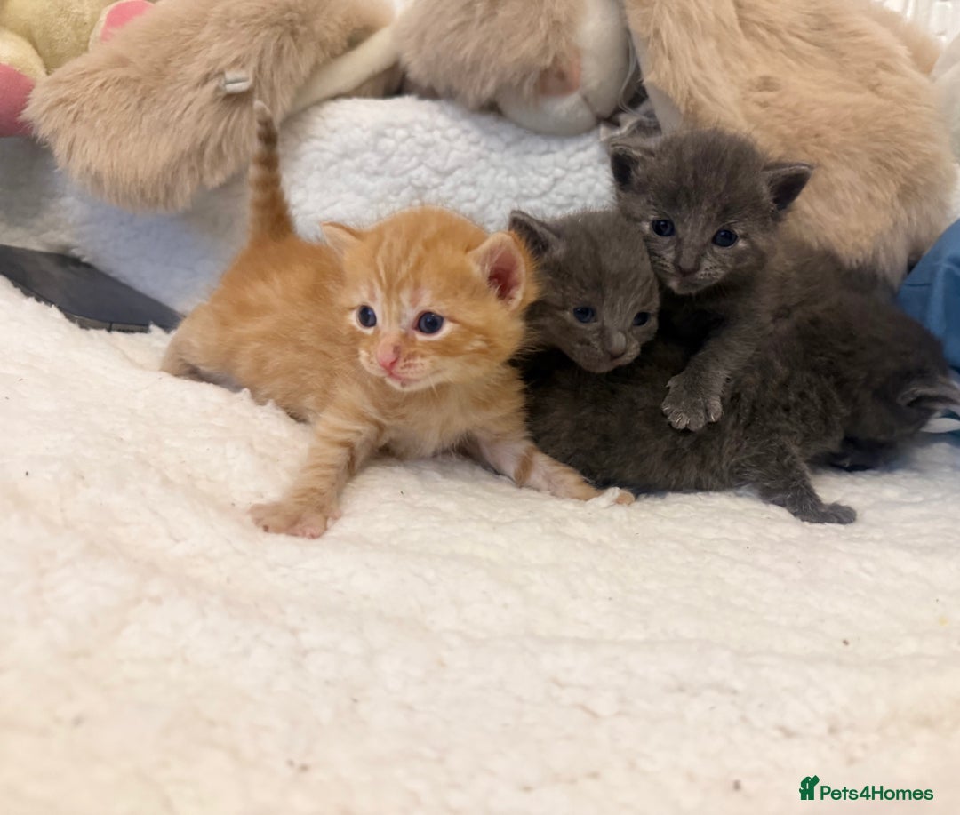 Mixed Breed cats for sale: Kittens  - Advert 1