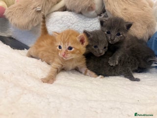 Mixed Breed cats Kittens - Advert 3