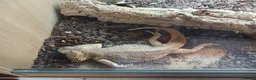 Bearded Dragon reptiles for sale: Bearded dragon for sale  in Coventry - Advert 2