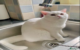 British Shorthair cats for sale: 🐻‍❄️Cuddly Pollar Bear/BSH Boy🐻‍❄️🤪🍼☘️ - Image 2