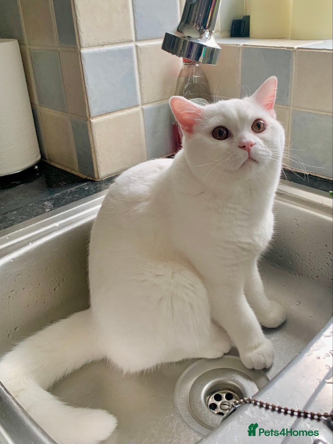 British Shorthair cats for sale: 🐻‍❄️Cuddly Pollar Bear/BSH Boy🐻‍❄️🤪🍼☘️ - Image 2