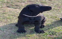Labrador Retriever dogs for sale: 🐾Ready Now🐾Black Male FTCH Pedigree Forward Pups - Image 5