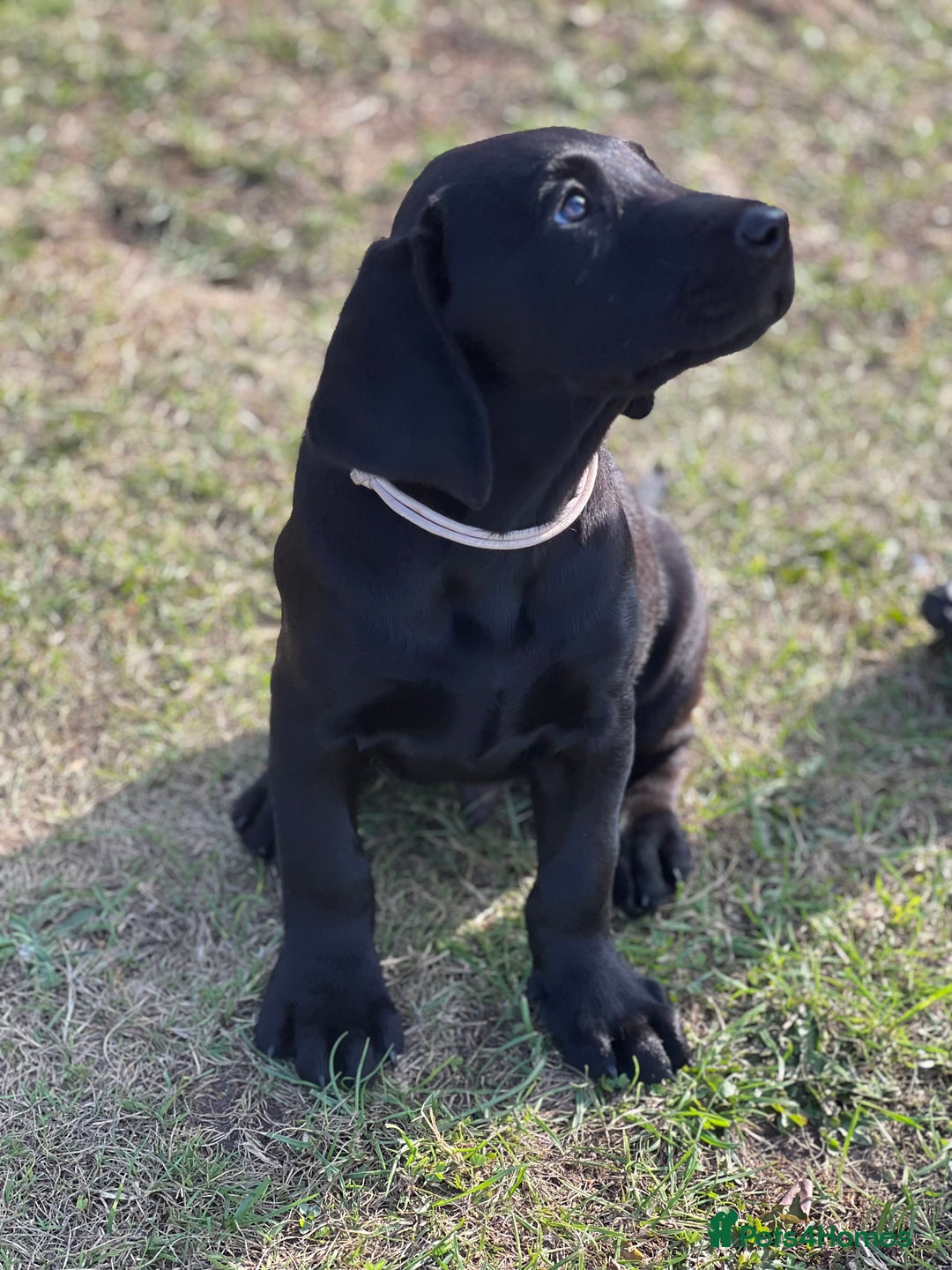 Labrador Retriever dogs for sale: 🐾Ready Now🐾Black Male FTCH Pedigree Forward Pups - Image 5