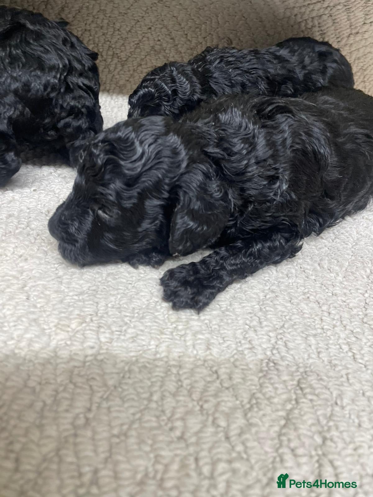 Miniature Poodle dogs Miniature poodle - Advert 10
