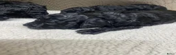 Miniature Poodle dogs for sale: Miniature poodle - Advert 13