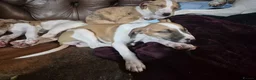 Lurcher dogs for sale: Lurcher puppies - Advert 4