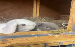 Mini Lop rabbits for sale: Stunning mini lops  - Image 1