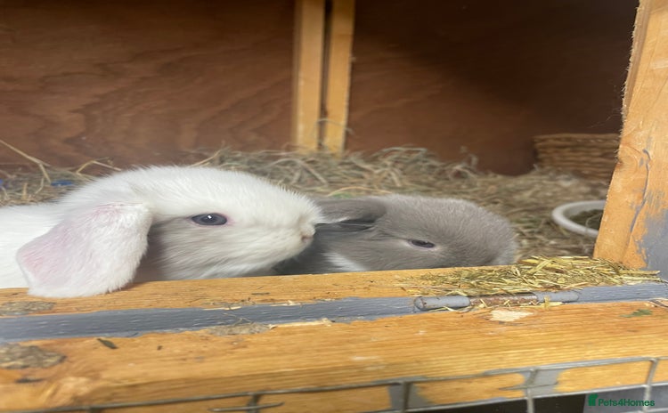 Mini Lop rabbits - Advert 14