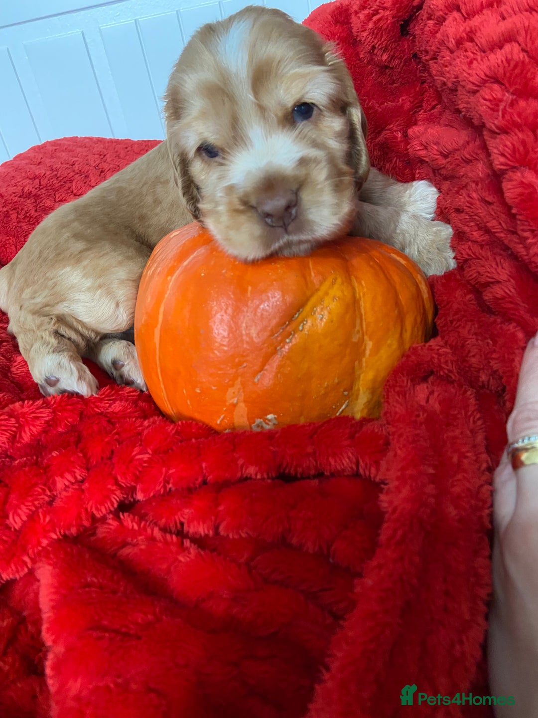 Cocker Spaniel dogs for sale: Show cocker spaniel puppies viewings this weekend! - Image 24