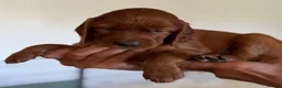 Irish Setter dogs for sale: Quality IRISH SETTER Puppies - Advert 11