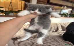 British Shorthair cats for sale: Two girls  - Image 3