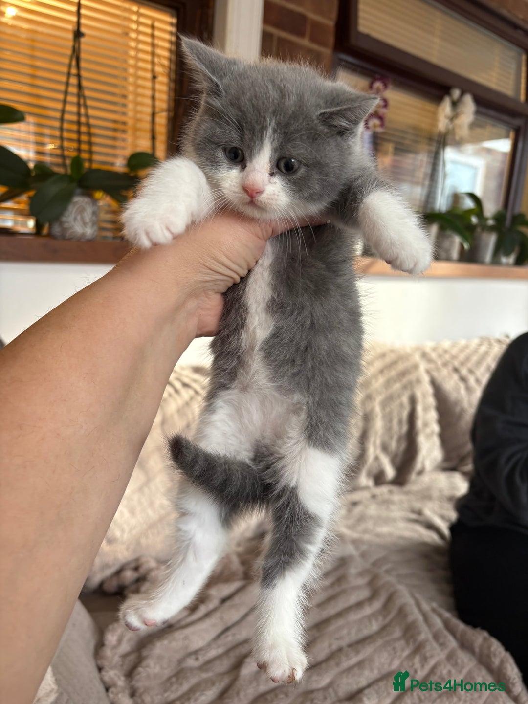 British Shorthair cats for sale: Two girls  - Image 3