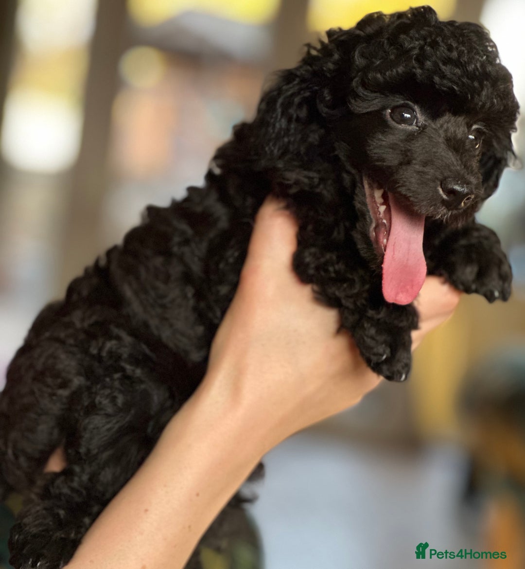 Toy Poodle dogs for sale: Adorable little toy poodle girls  - Image 9