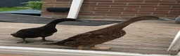 Waterfowl poultry for sale: Runner Ducks - 10 weeks old in Blyth - Advert 2