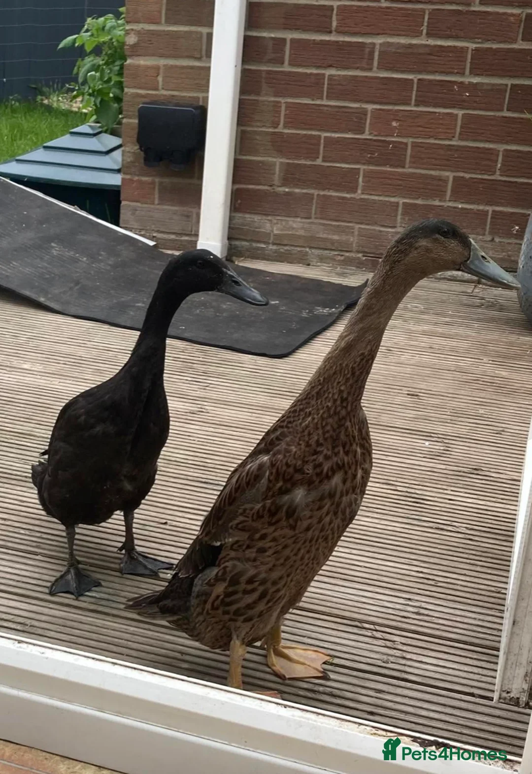 Waterfowl poultry for sale: Runner Ducks - 10 weeks old in Blyth - Advert 2