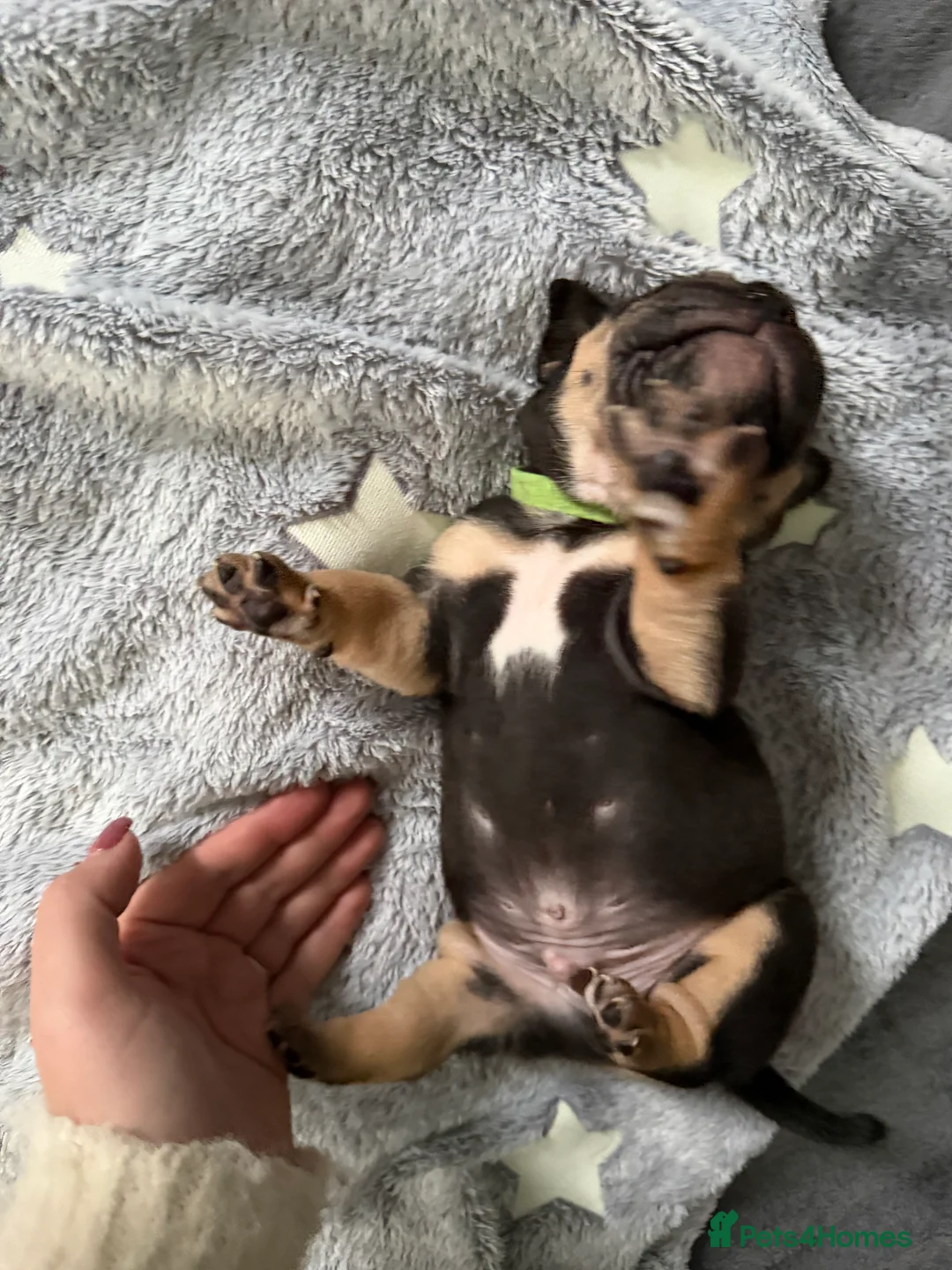 Old Tyme Bulldog dogs for sale: Old Tyme English Bulldog Puppies - Advert 22