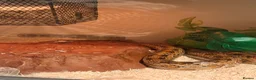 Corn Snake reptiles for sale: Adult corn snake  - Advert 3
