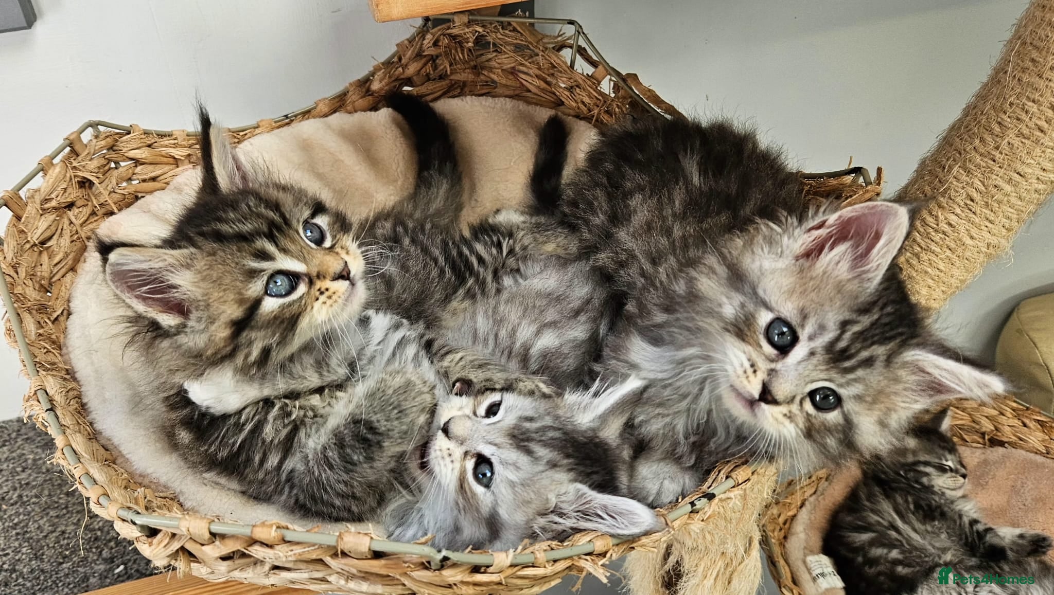 Maine Coon cats Maine Coon kittens registered European bloodline  - Advert 7