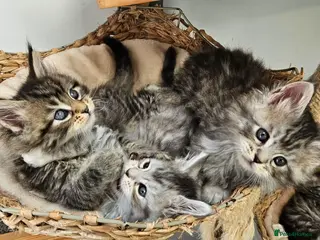Maine Coon cats Maine Coon kittens registered European bloodline - Advert 1