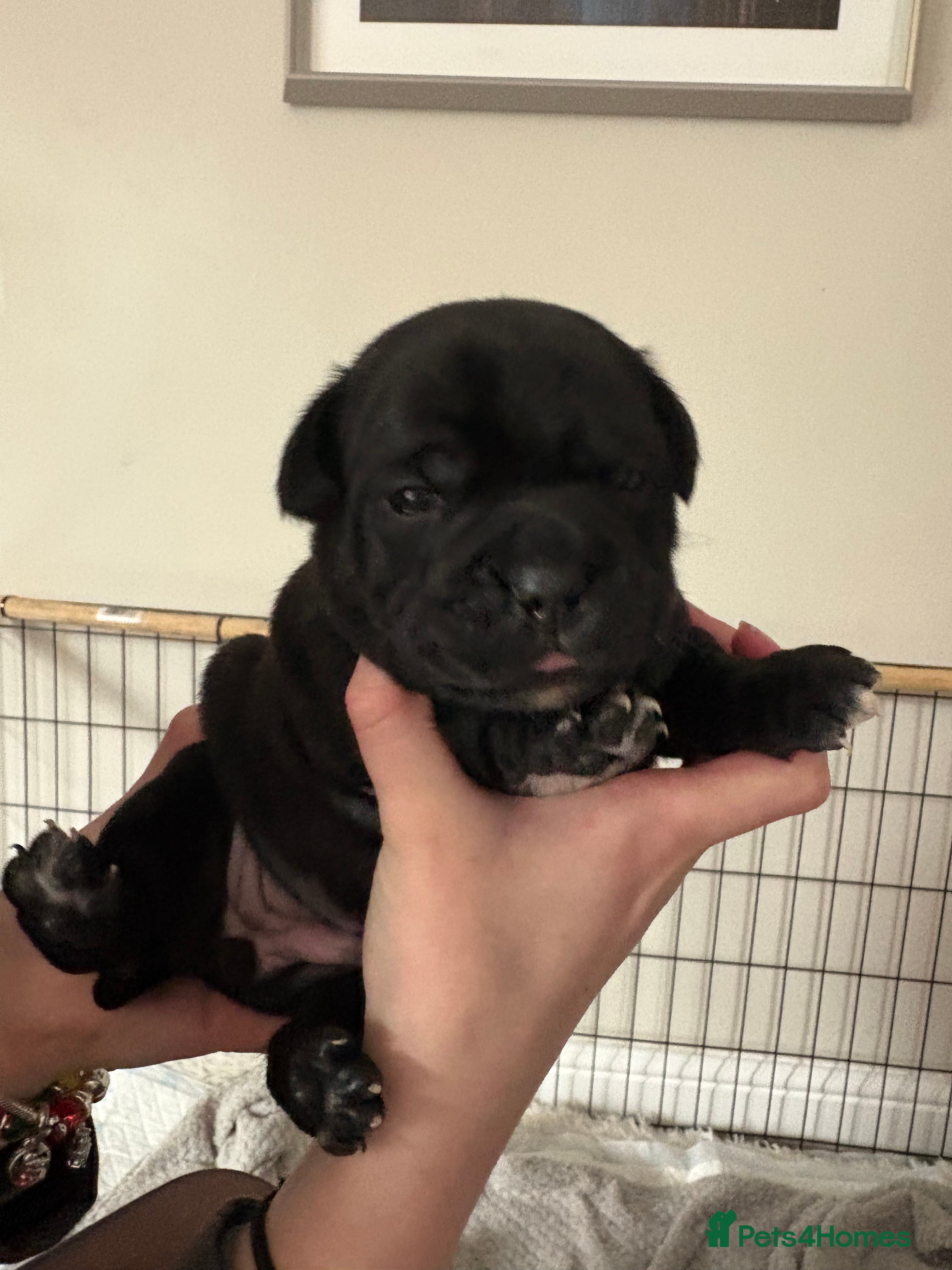 Staffordshire Bull Terrier dogs Stunning staffy puppies - Advert 16