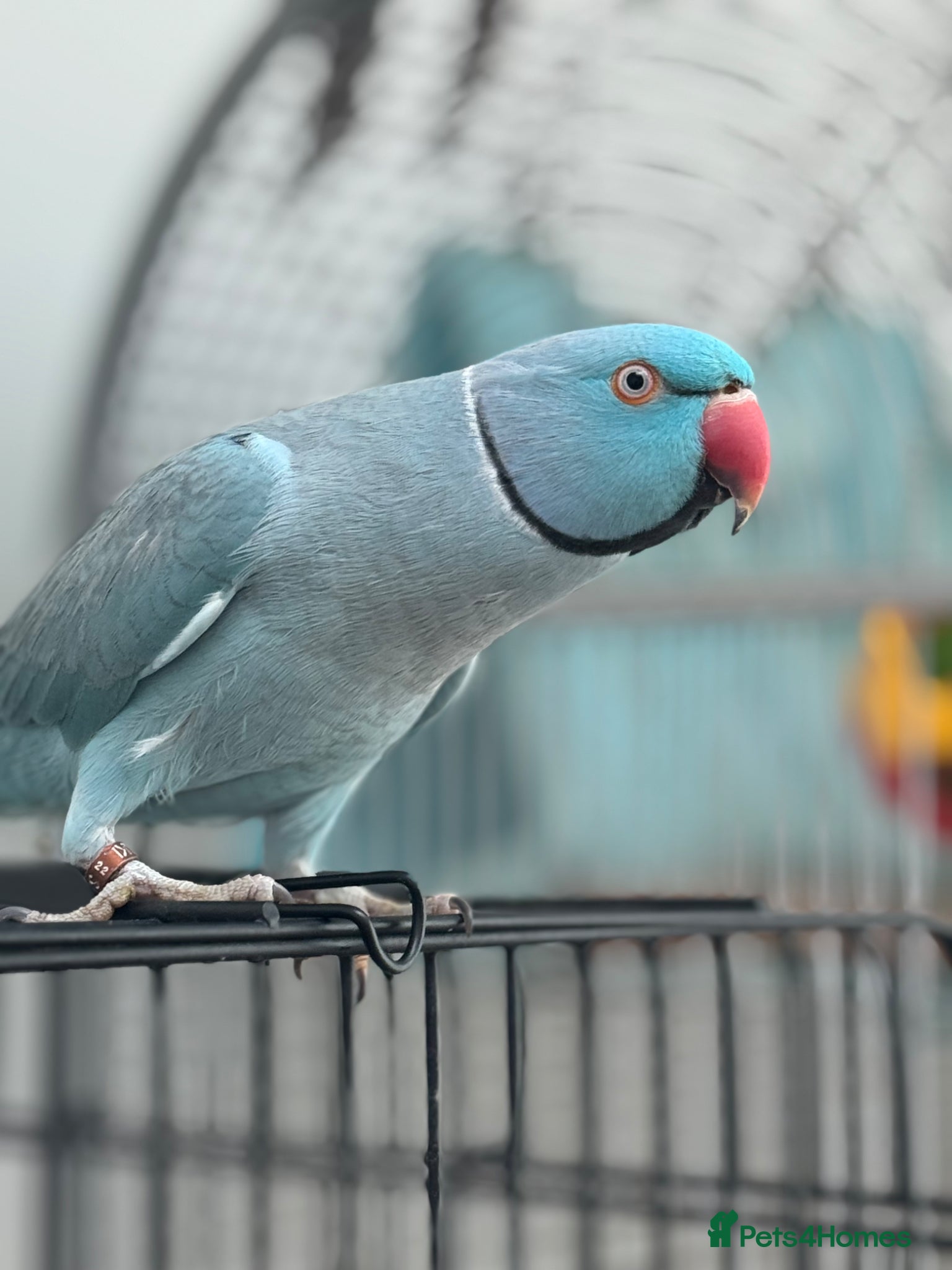 Ringnecks birds Ringo Indian Ringneck - Advert 1