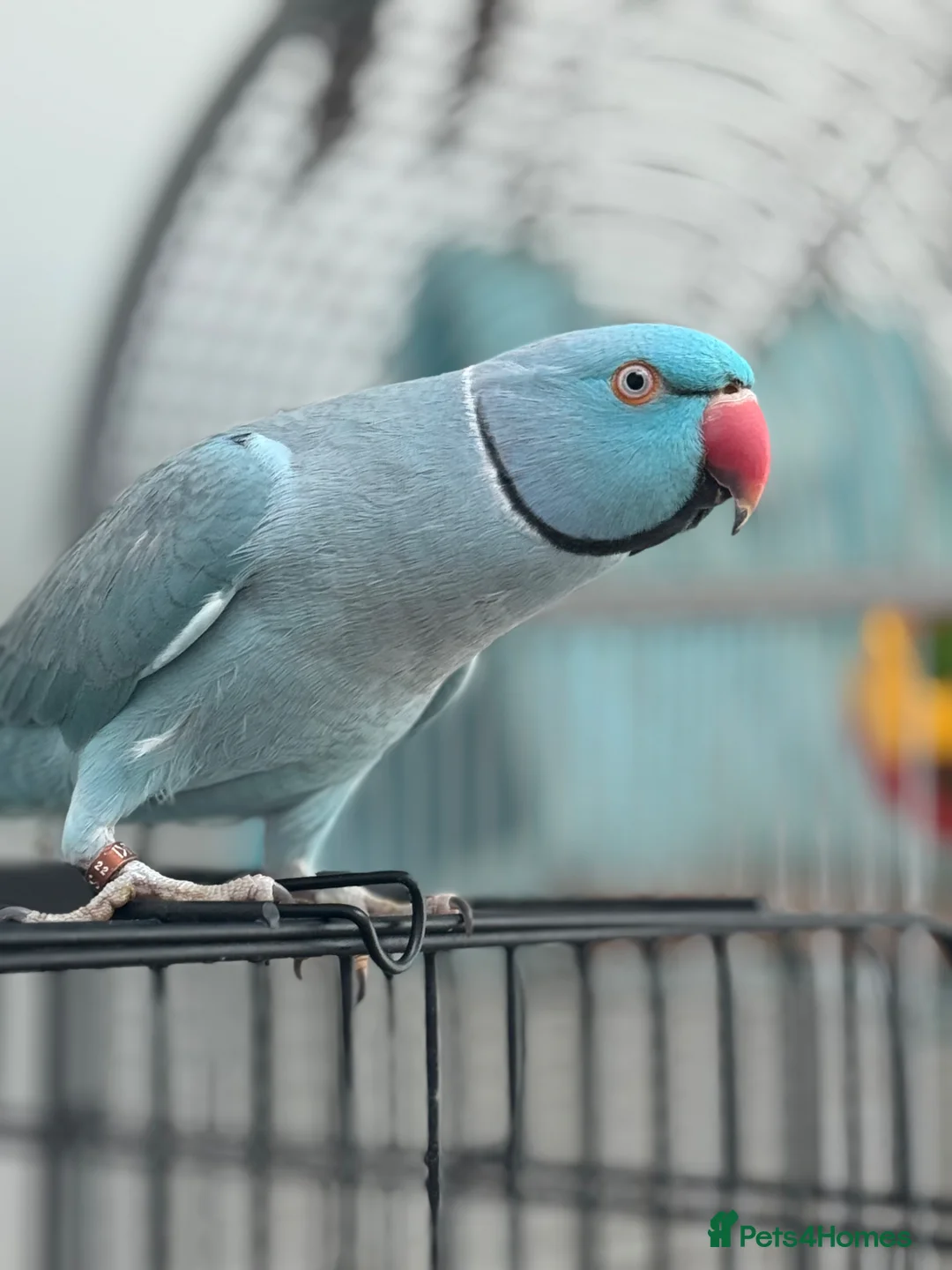 Ringnecks birds for sale: Ringo Indian Ringneck in Christchurch - Advert 1
