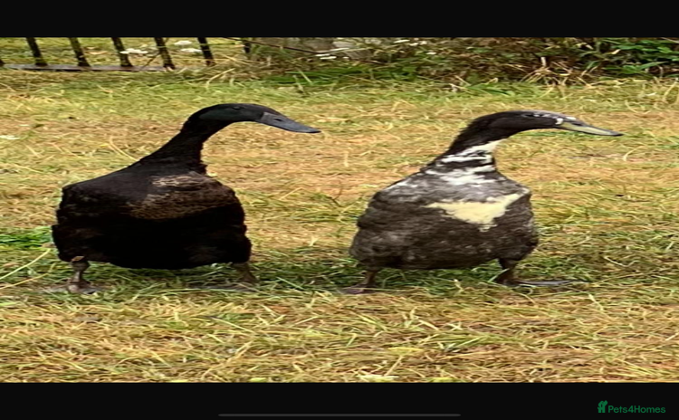 Ducks poultry - Advert 4