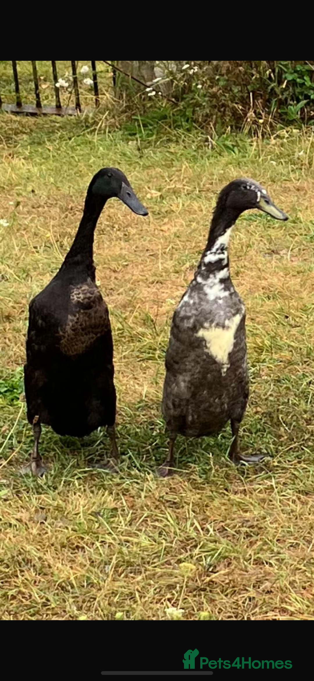Ducks poultry for sale: Male Indian Runner Ducks - Image 1