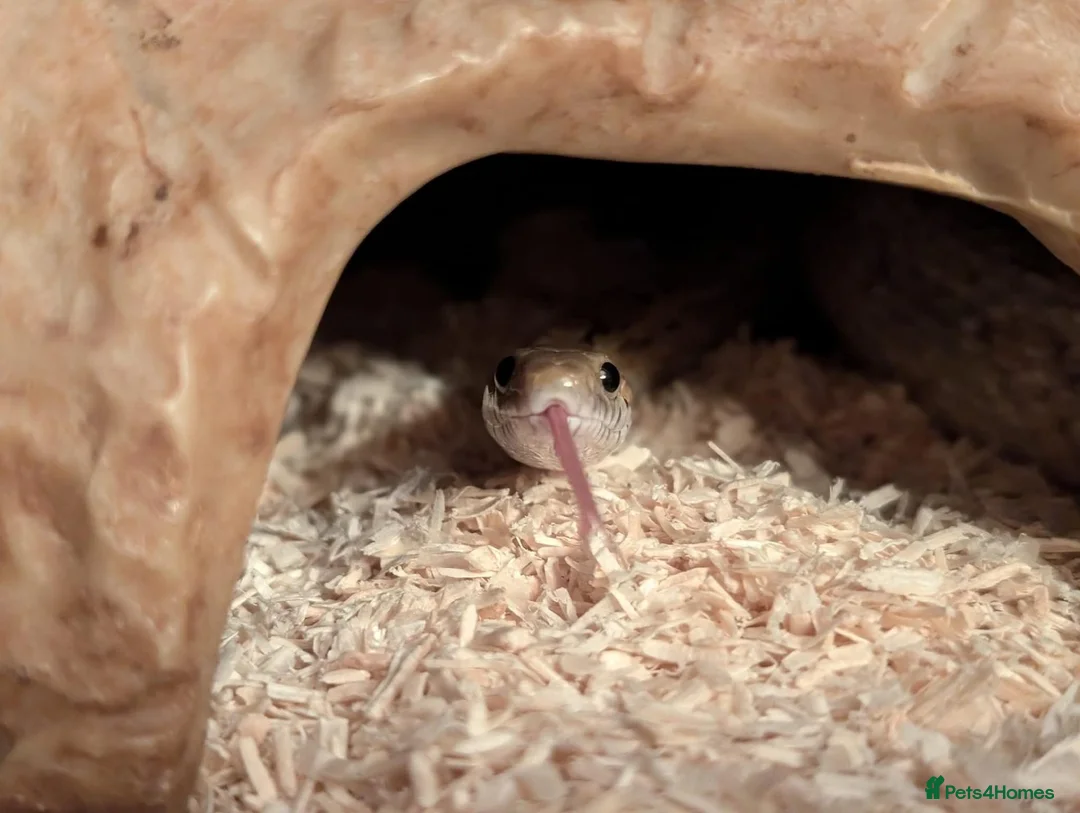 Corn Snake reptiles for sale: Lovely Corn Snake  - Advert 2