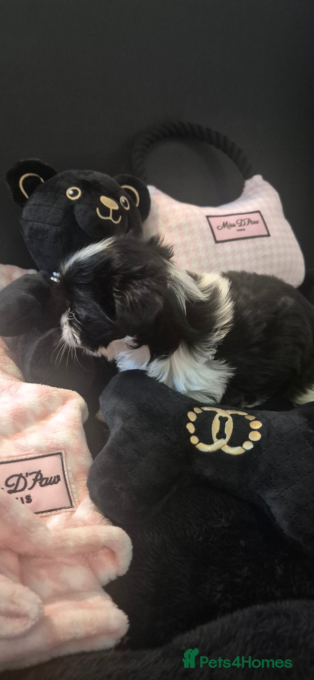 Yorkshire Terrier dogs for sale: Beautiful Biewer Yorkshire terrier puppies  - Advert 21