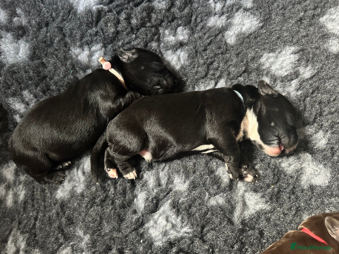 Springador dogs for sale: Springador Puppies - Advert 3