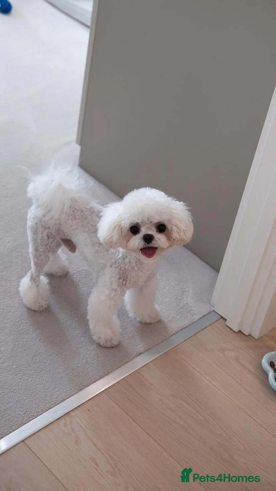 Maltipoo dogs for stud: Toffee | Maltipoo-type stud | Unproven - Advert 6