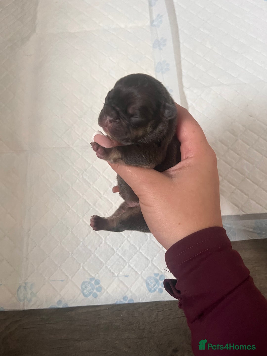 French Bulldog dogs for sale: 🐶🥰FRENCHIE PUPS FOR SALE😍🐶 - Image 12