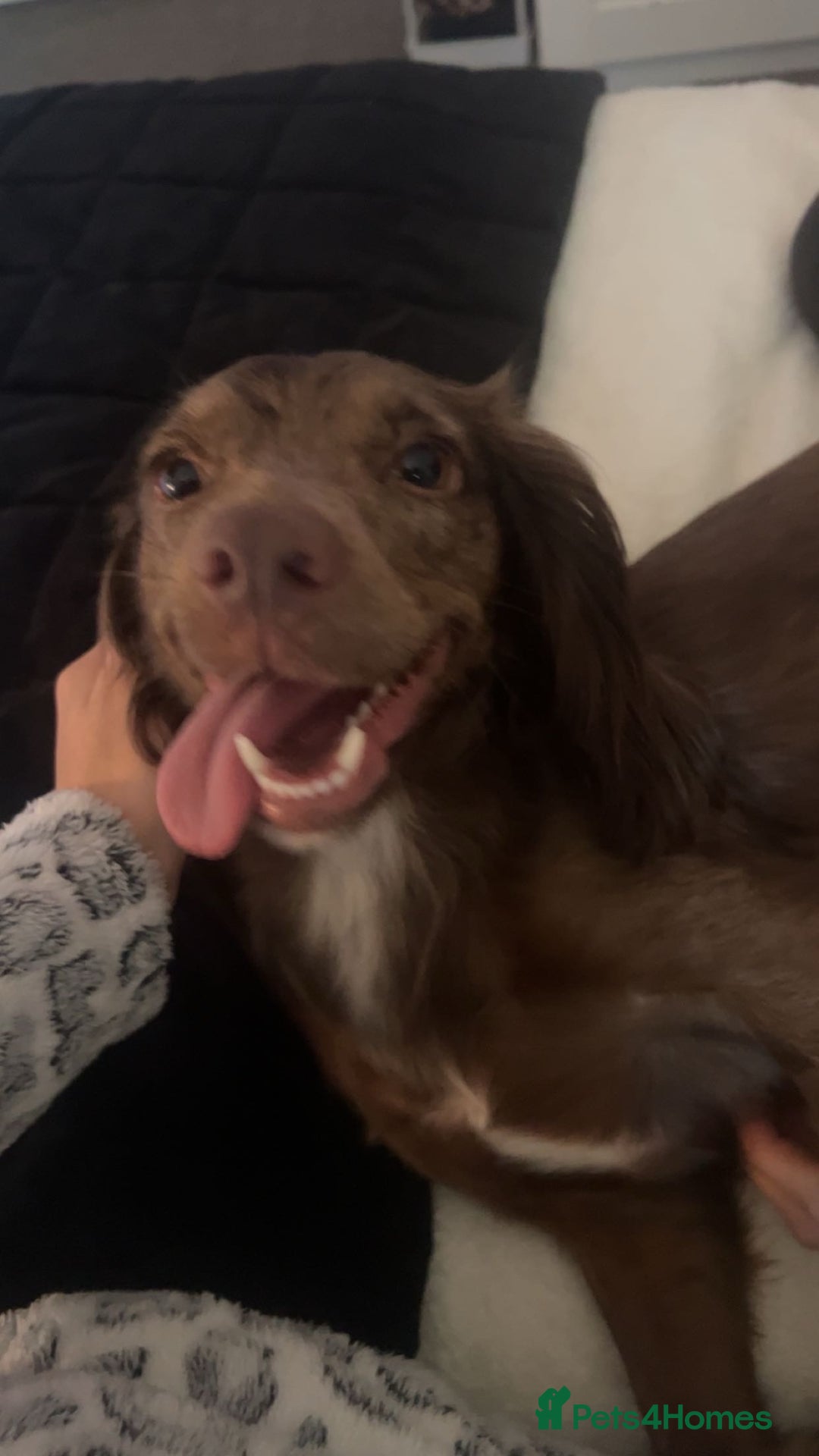 English Springer Spaniel dogs for sale: Merle Cocker spaniel  - Image 2