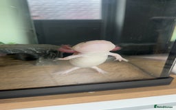 Axolotl reptiles for sale: Axolotl  - Image 2