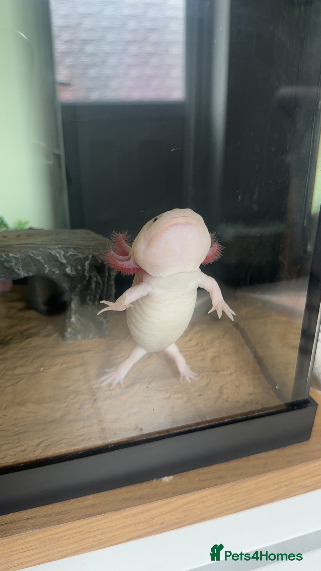 Axolotl reptiles for sale: Axolotl  - Image 2