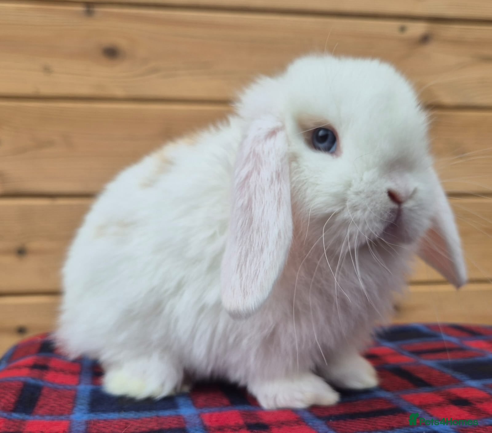Mini Lop rabbits 🐰 Mini Lop Rabbits for Sale 🐰  2 boys left  - Advert 10