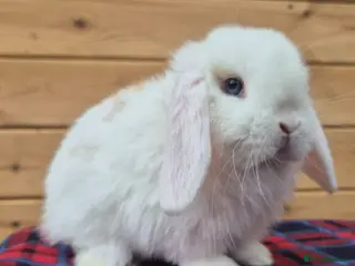Mini Lop rabbits 🐰 Mini Lop Rabbits for Sale 🐰 2 boys left - Advert 10