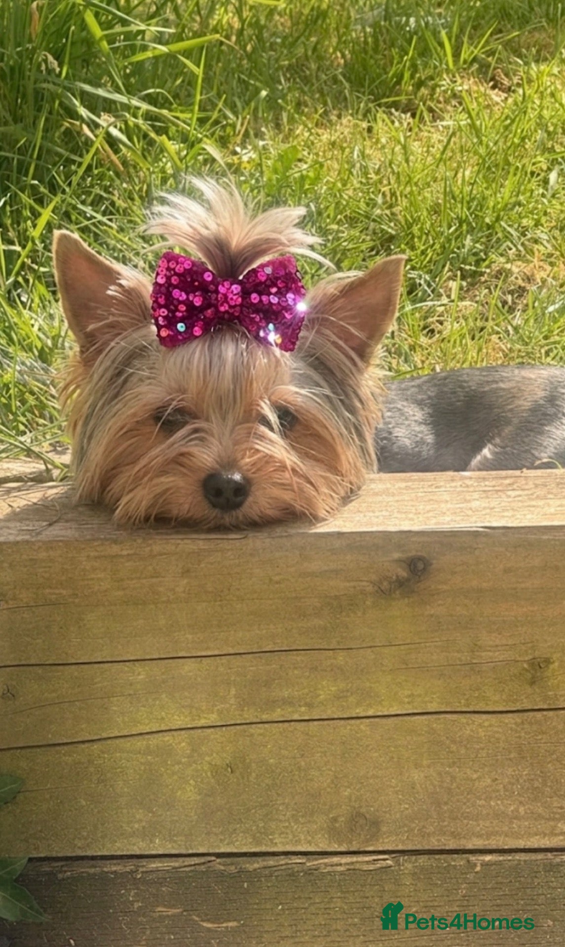 Yorkshire Terrier dogs Yorkshire terrier puppies  - Advert 1