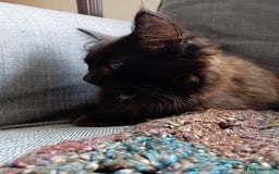 British Longhair cats for sale: Amazing fluff ball - Image 8