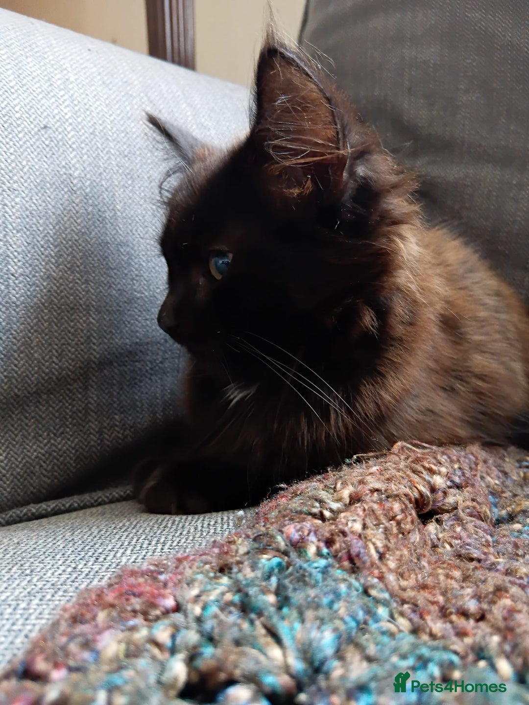 British Longhair cats for sale: Amazing fluff ball - Image 8