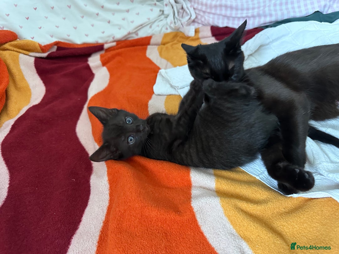 Bombay cats for sale: 4 lovely and healthy kittens  - Image 4