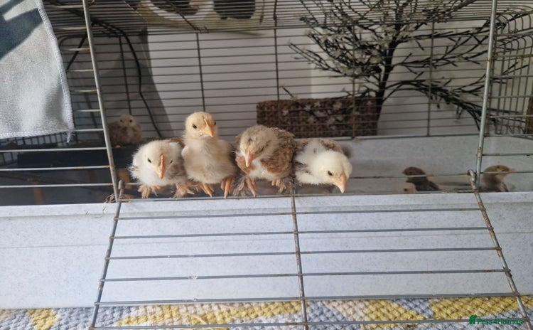 Chickens poultry - Advert 3