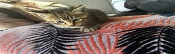Mixed Breed cats for sale: 4 male kittens  - Advert 6